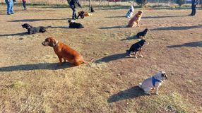 Mindent a kutyusok ivartalanításáról