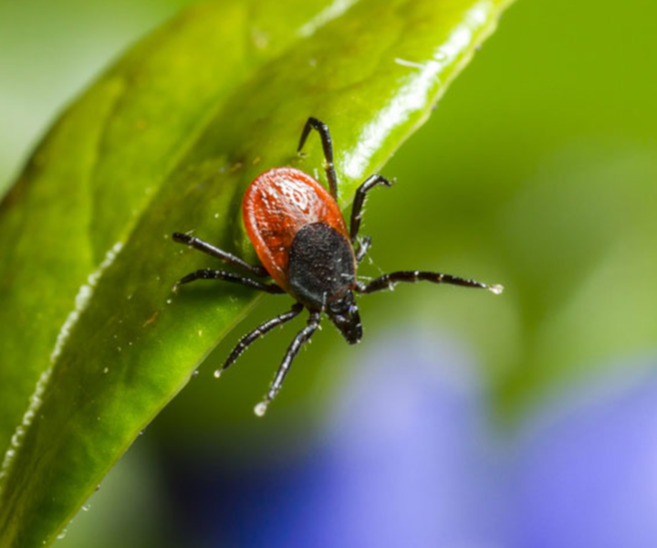 Ixodes veszély