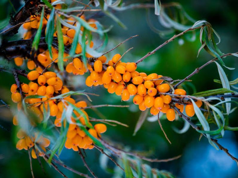 A gyógyító homoktövis