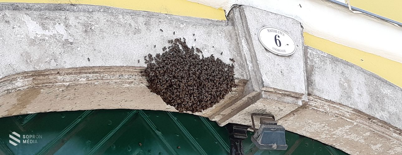 Méhrajzás - egy belvárosi kapualjban próbáltak menedéket találni a rovarok