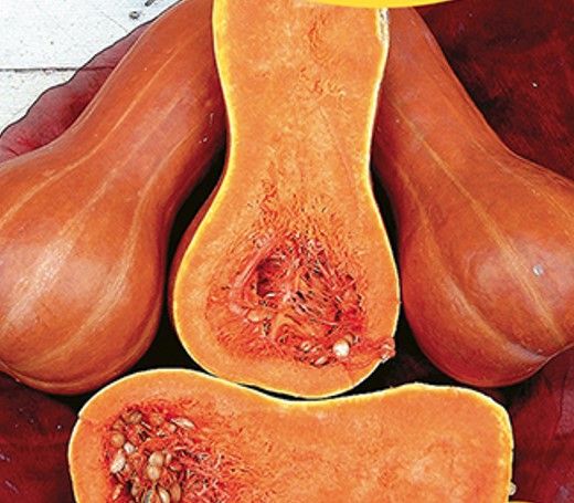 Sütőtök Beja 1000 szem termék képe