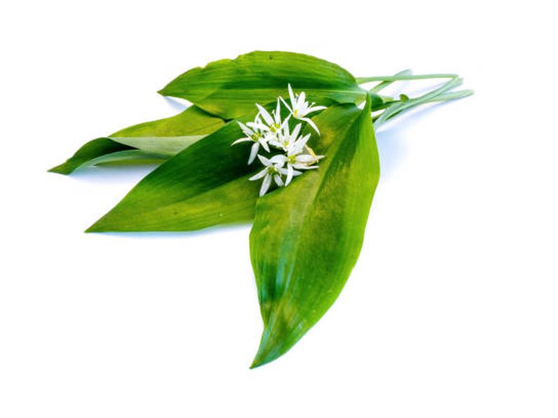 Miért fogyasszunk medvehagymát?