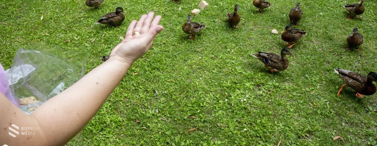 MME: nem szabad etetni a vízimadarakat