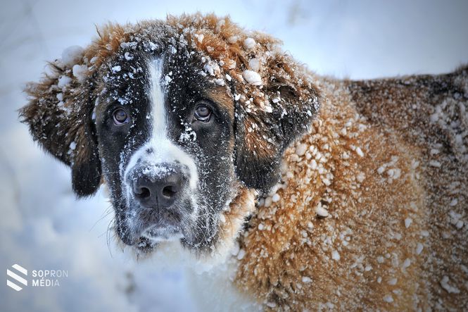 A hideg időre való tekintettel fordítsunk különös figyelmet azokra a kutyákra, amelyek magányosan kóborolnak!