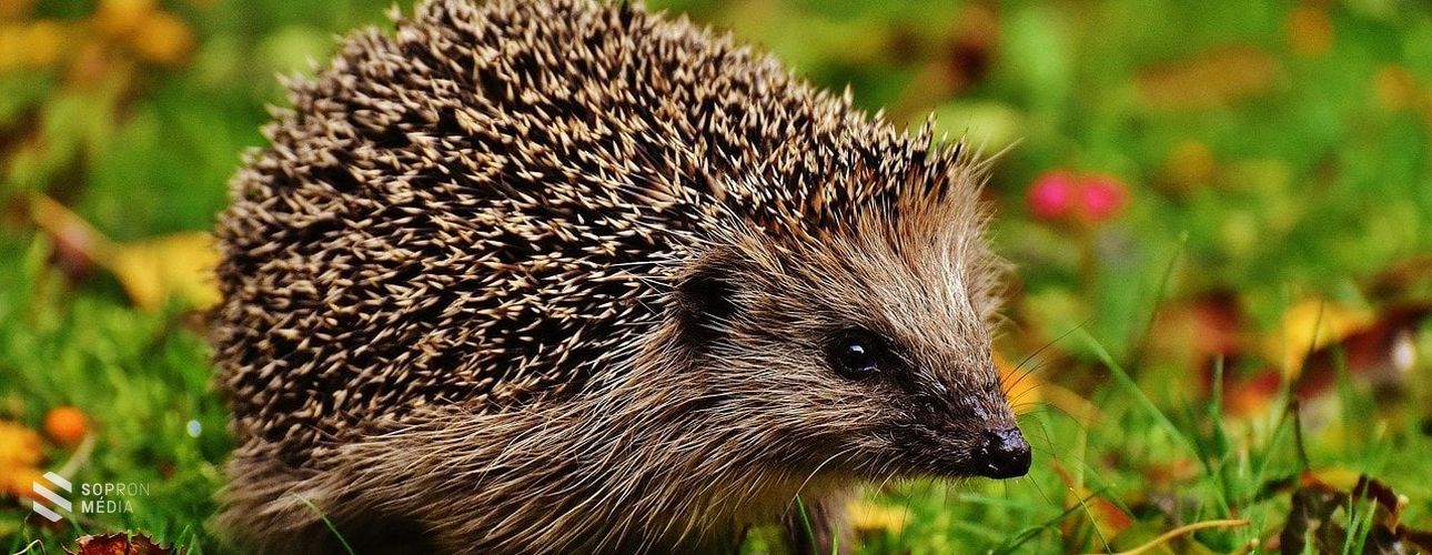 A sünök védelmére szólít fel a tavaszi kerti munkák idején az MME