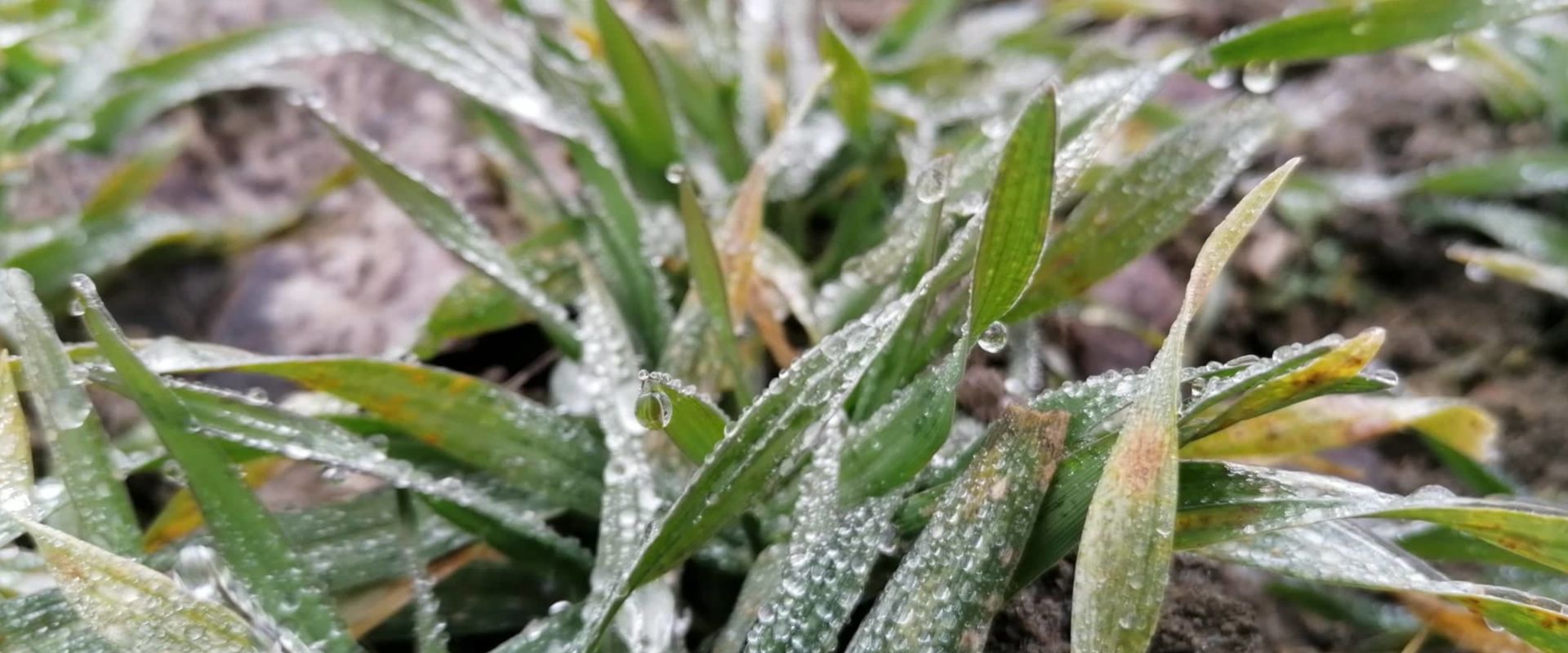Agrofil-SZMI Kft.