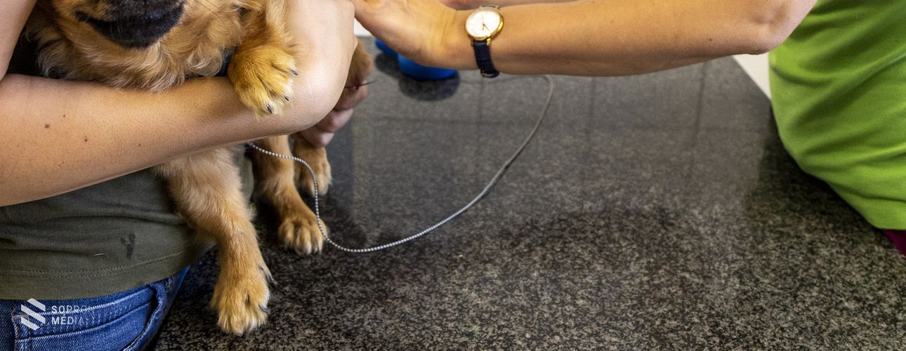 Enélkül nem viheti külföldre a kedvencét!