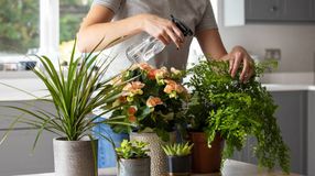 Hogyan gondozzuk a szobanövényeinket nyáron?