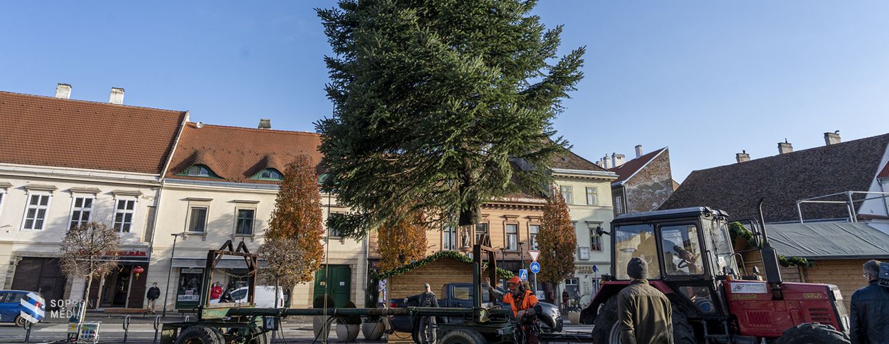 Megérkezett a Mária-szoborhoz Sopron karácsonyfája! 