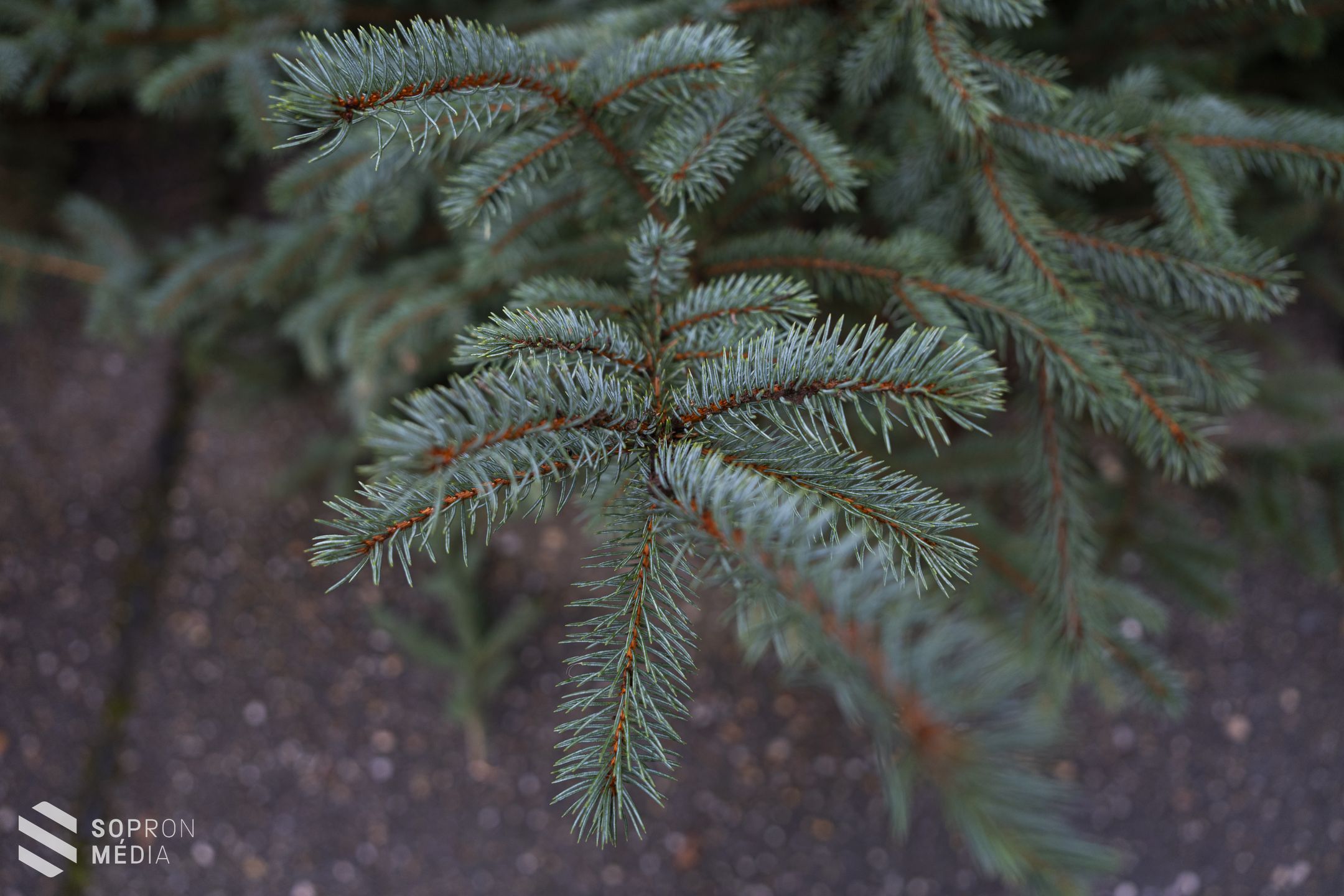 A Nordmann-fenyő továbbra is sláger a karácsonyfák között