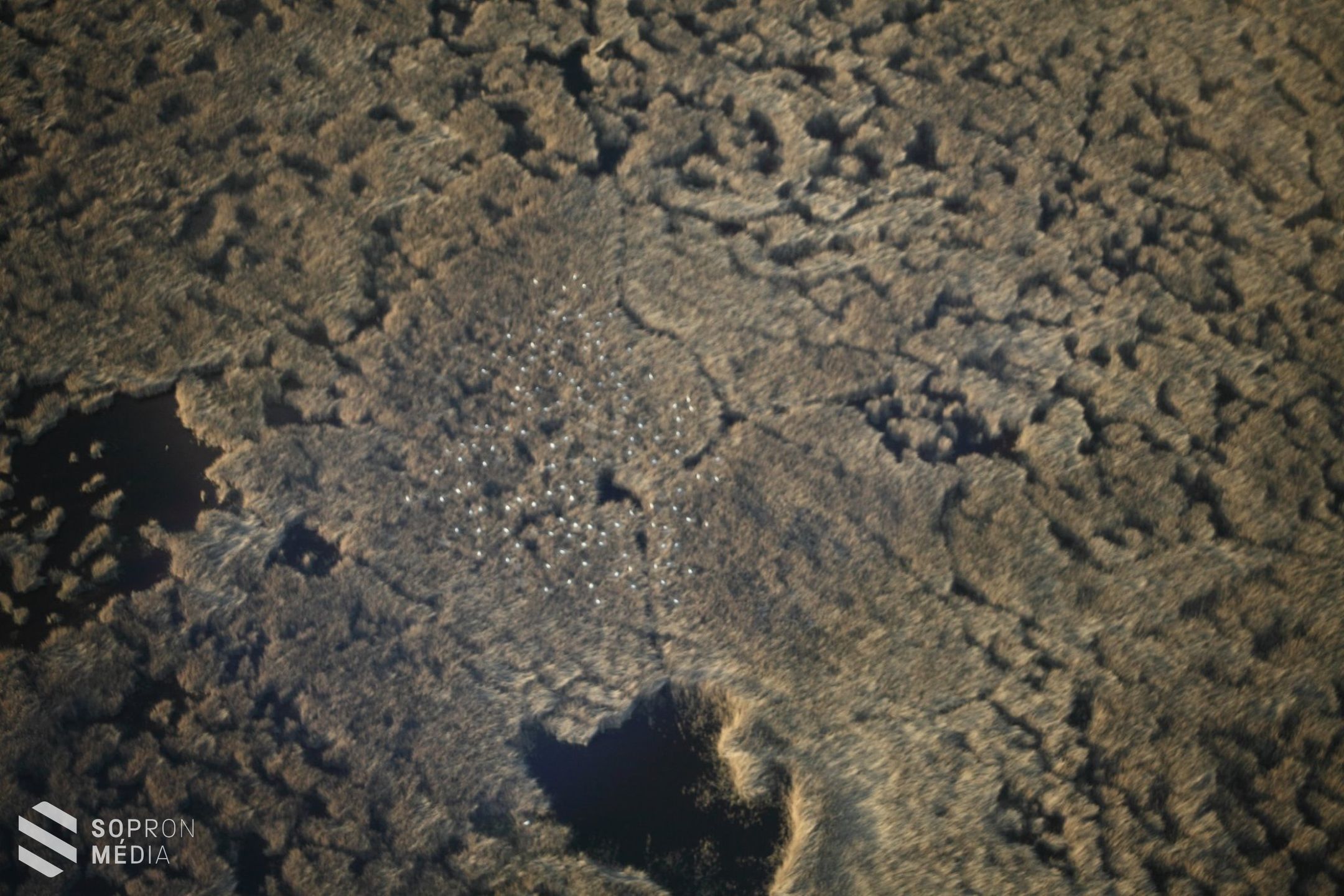 A levegőből keresgélik a kócsagtelepeket a Fertőn