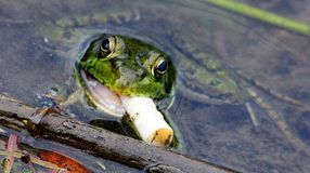 A cigicsikkek kukába helyezésével rengeteget tehetünk a környezetünkért