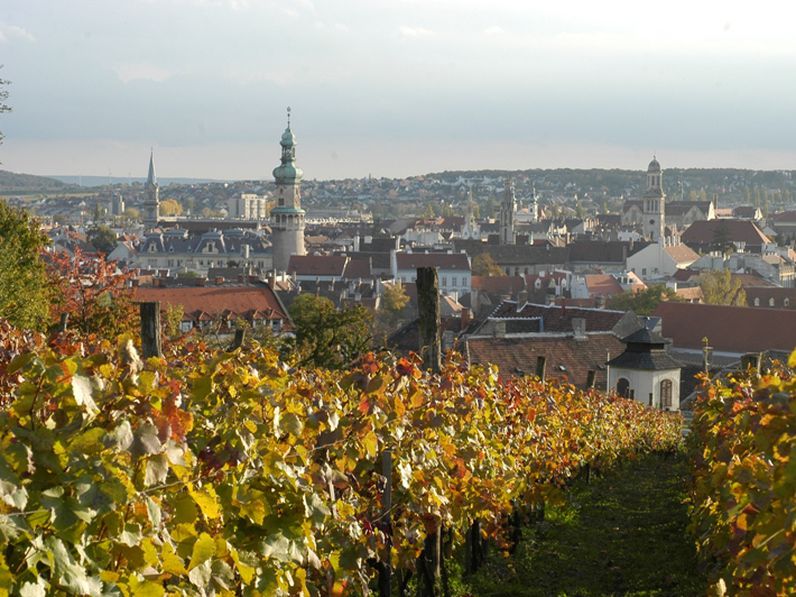 Az első magyar borászati szakmunka egy soproni borásznak köszönhető