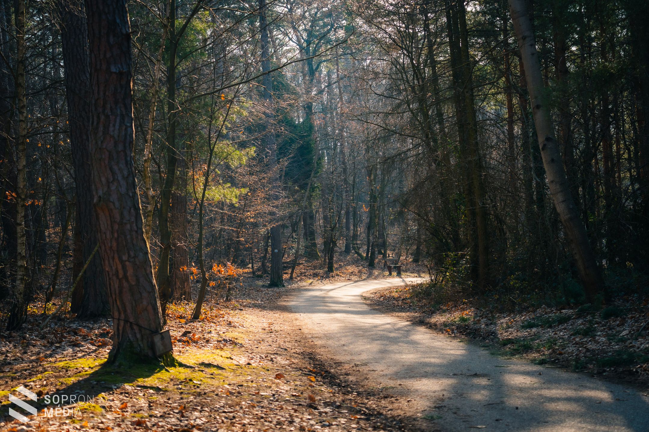 Március huszonegyedike az erdők világnapja