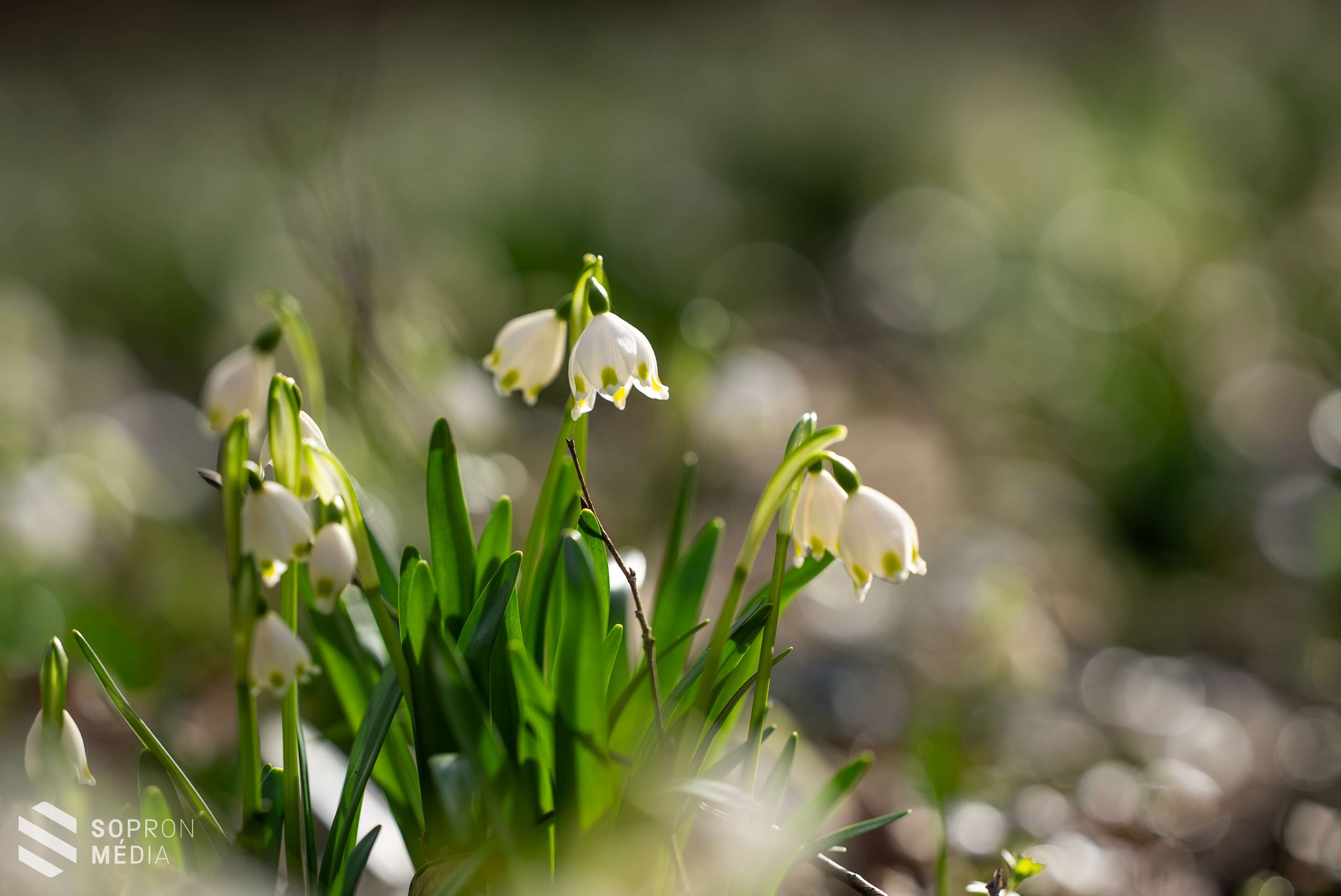 Hófehér szőnyegként borítják be a tőzikék Csáfordjánosfát