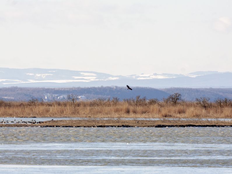 Sasokat számolnak a Fertő tó környékén is!