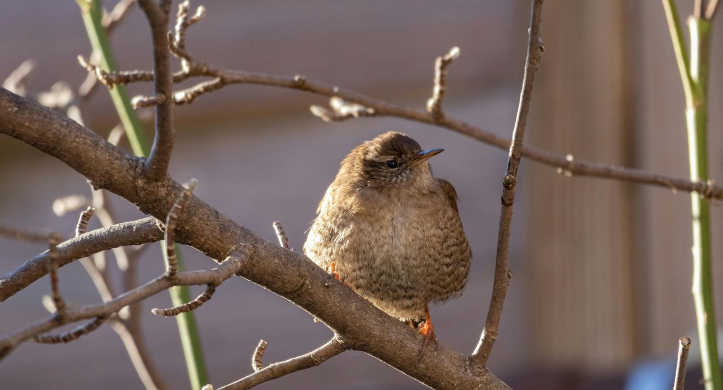 Birds of the Park and Surroundings