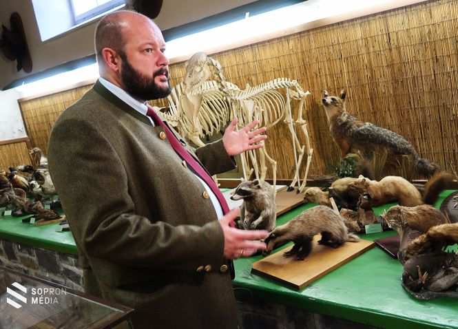 Dr. Sándor Gyula elmondta: az aranysakál nemrégiben Sopron környékén is felbukkant