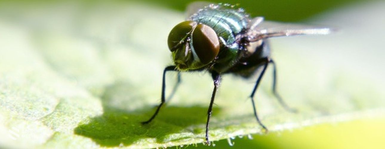 A diófa új károsítója ellen most még lehet védekezni