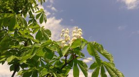 Permetezik a vadgesztenyefákat!