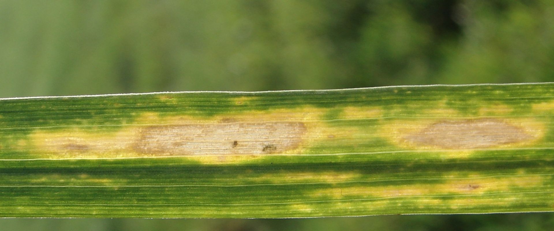 Agrofil-SZMI Kft.