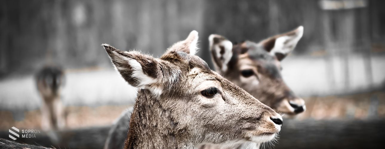 Vigyázat! Vadak az úton!