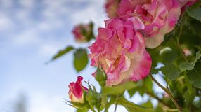 Megnyitott a Cziráky Margit Rózsakert a fertődi Esterházy-kastélyban