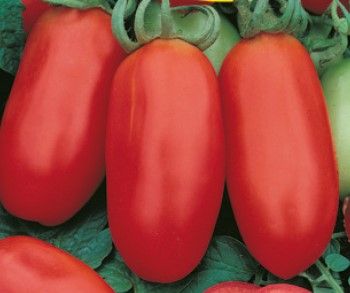 Paradicsom San Marzano 25 g termék képe