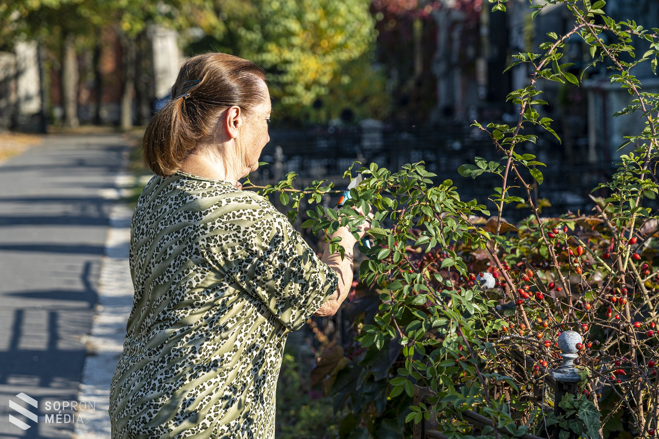 Elhagyatott sírok szépülnek Sopronban