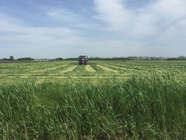 Becva festulolium - Szarvasi Agrár Zrt. 2020. május 11.