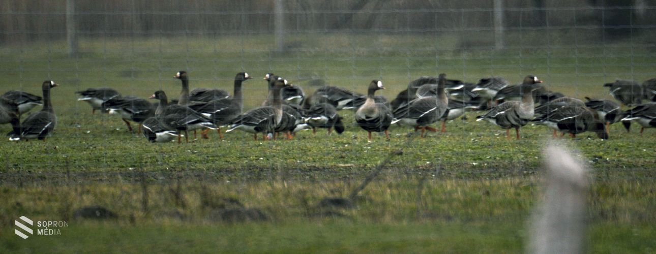 Több tízezer madár érkezett a Fertő környékére