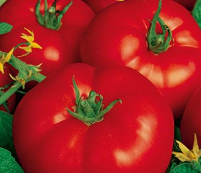 Paradicsom Marmande VF 25 g termék képe