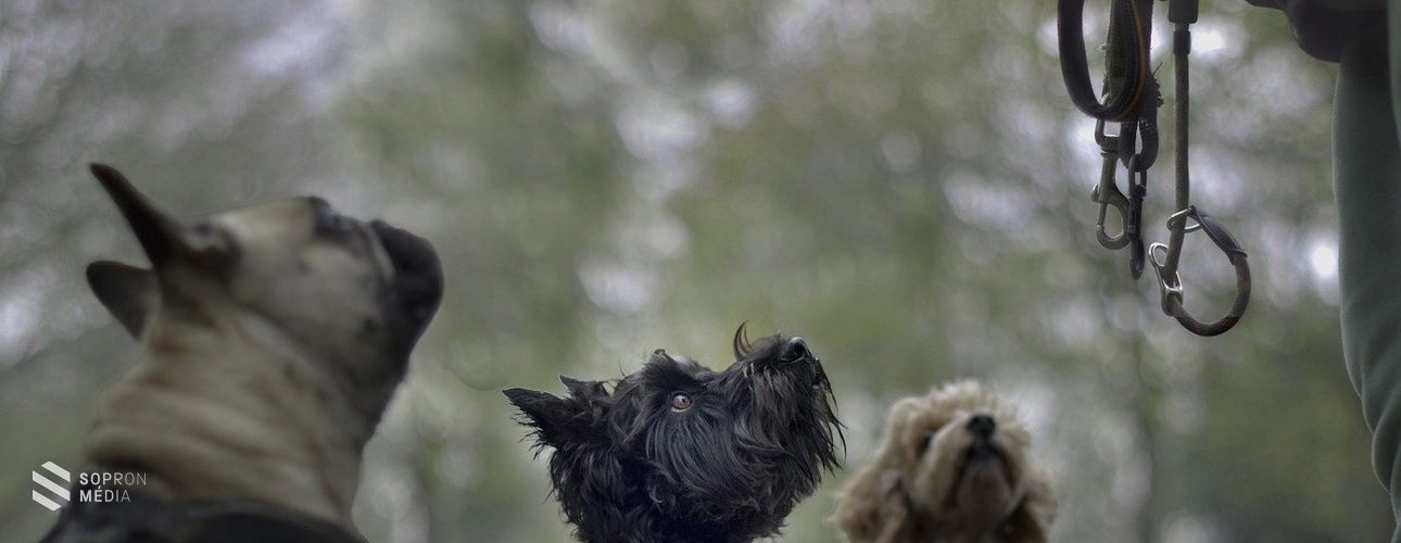 Kutyatámadás - Fontos a felelős állattartás! VIDEÓ fontos információkkal és hasznos tanácsokkal!