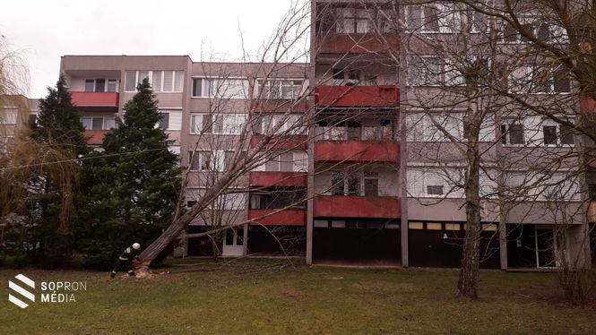 A Makó utcában házra dőlt egy fa.