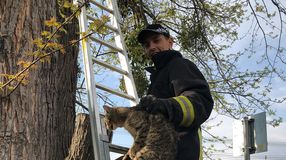 Macskát mentettek a hegykői önkéntes tűzoltók