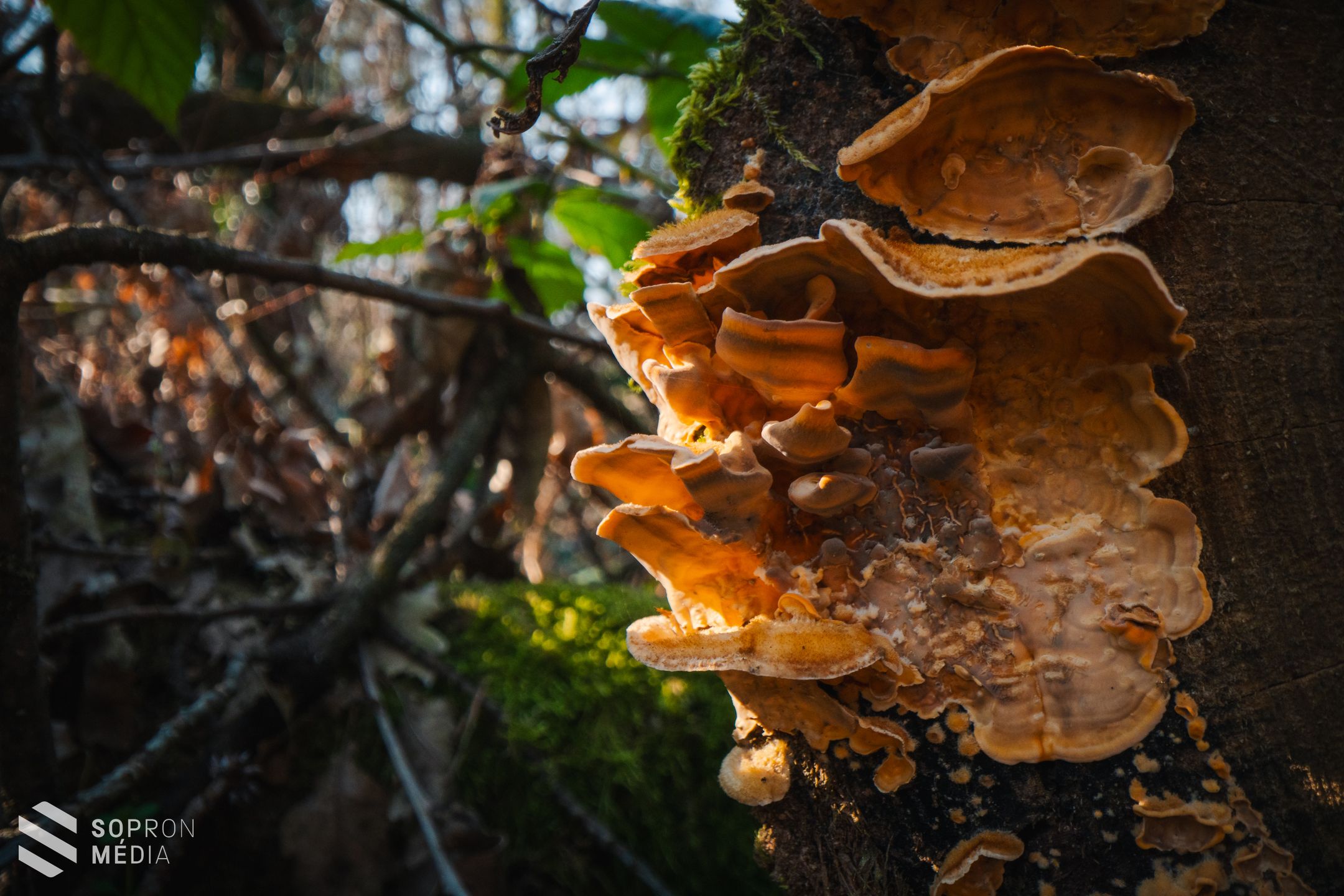 Március huszonegyedike az erdők világnapja