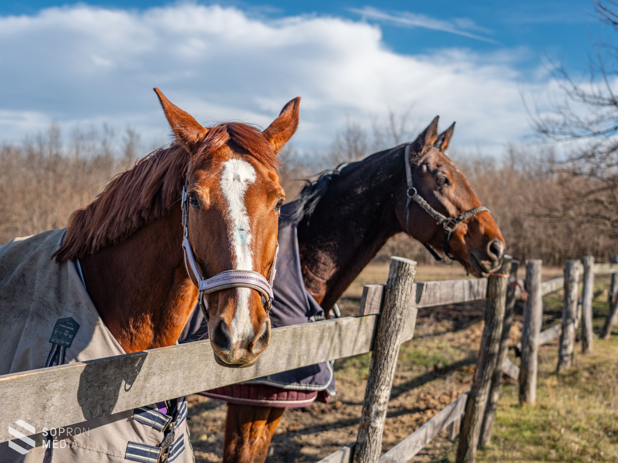 A díjlovaglás több mint hobbi