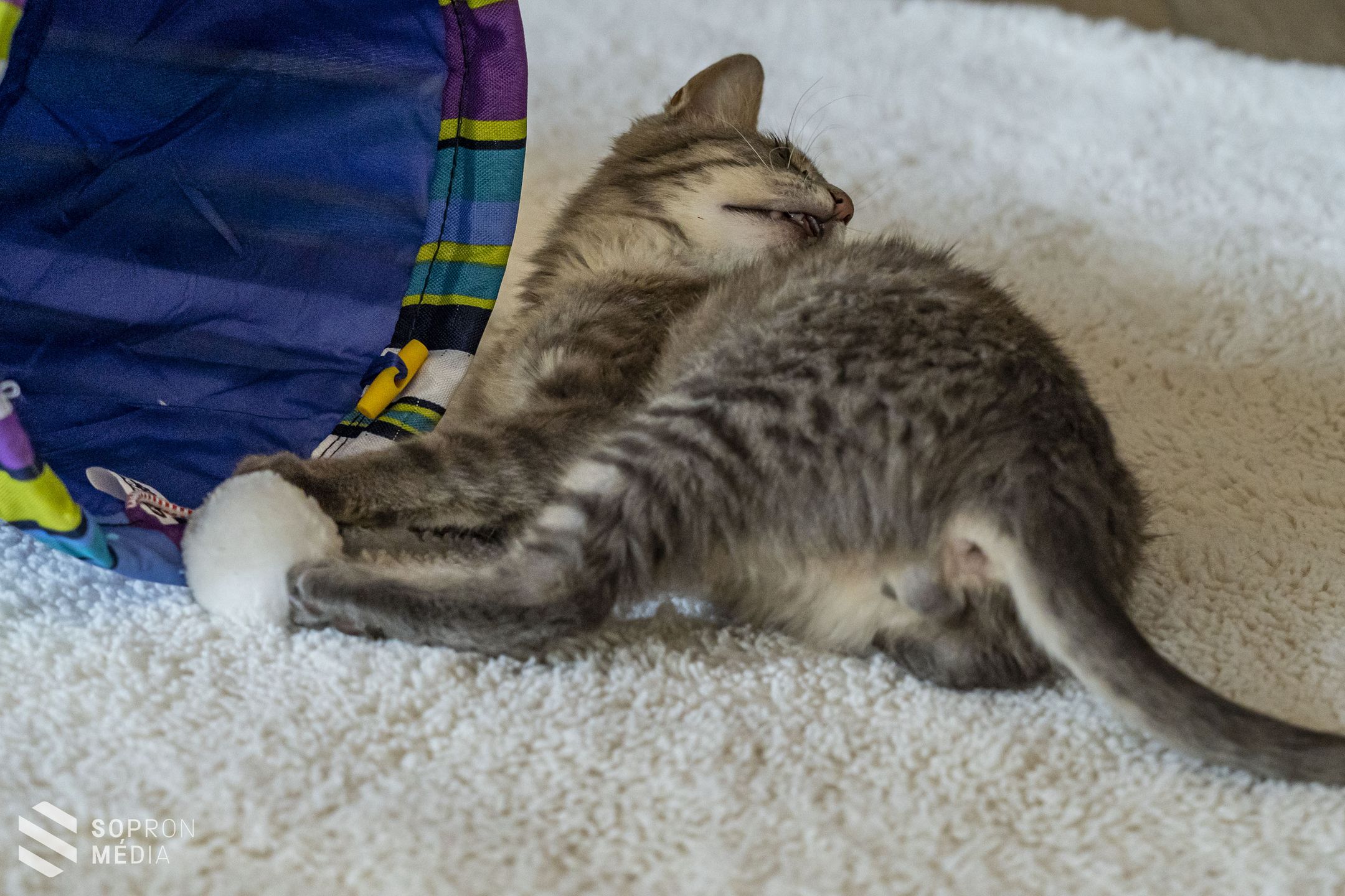 Cicákat mentenek – Nyílt napon mutatkozik be a MacskAngyal Cicamentő Alapítvány