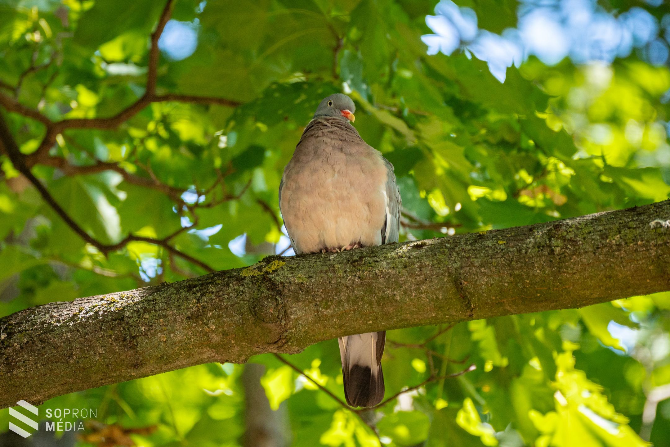 Tudták, hogy az Erzsébet-kert hazánk egyik legrégebbi közparkja?