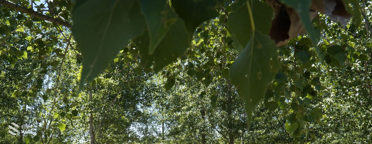 Érik a málna a fák alatt – agrárerdészeti innováció a Soproni Egyetem és a MATE együttműködésében