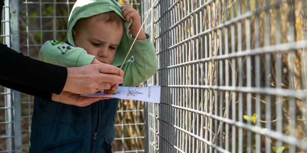 Itt szalad a nyulacska!