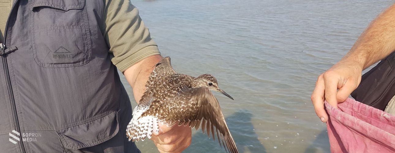 Ritka madarakra is kerül jelölés a Fertő tónál