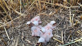 Közös védelmi munka a hamvas rétihéják védelme érdekében