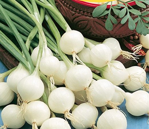 Gyöngyhagyma  Barletta 50 g