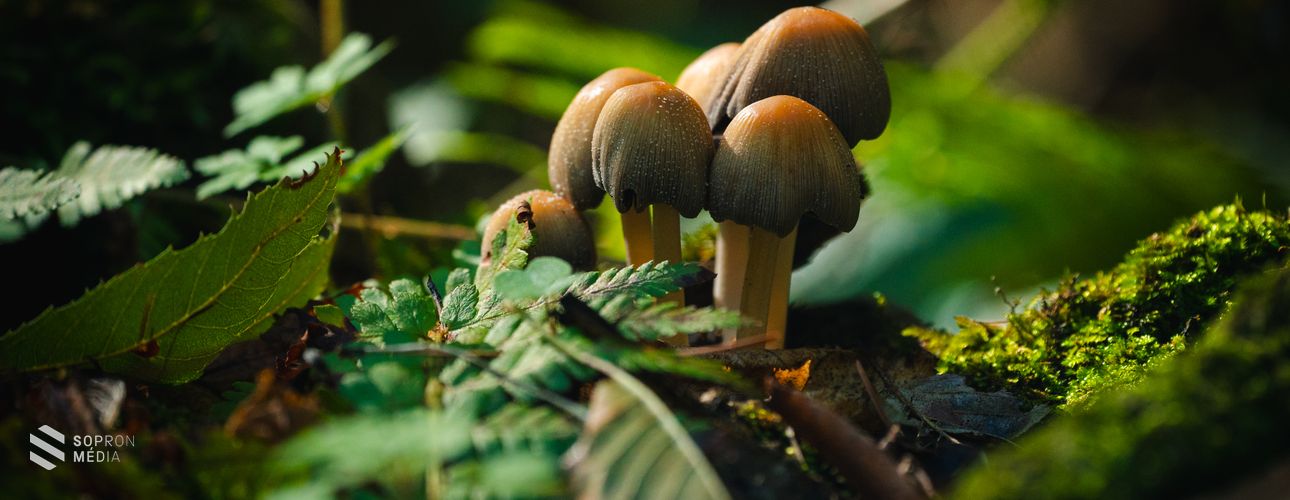 Szeptember végi pillanatok a soproni parkerdőből