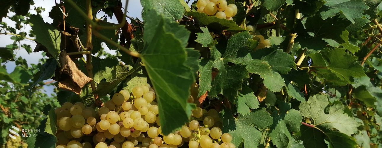 Elkezdődött a szüret a Soproni Borvidéken