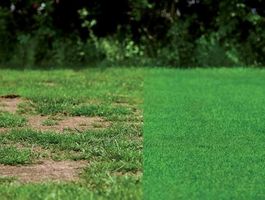 Grass Fix fűmag - Hozza lendületbe a gyepét!