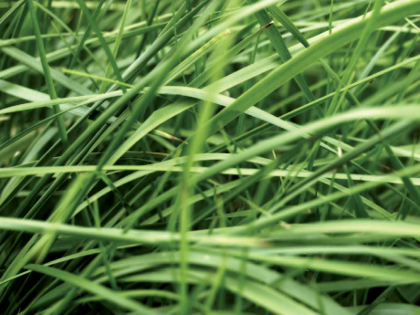 Szálas takarmány tartósítás