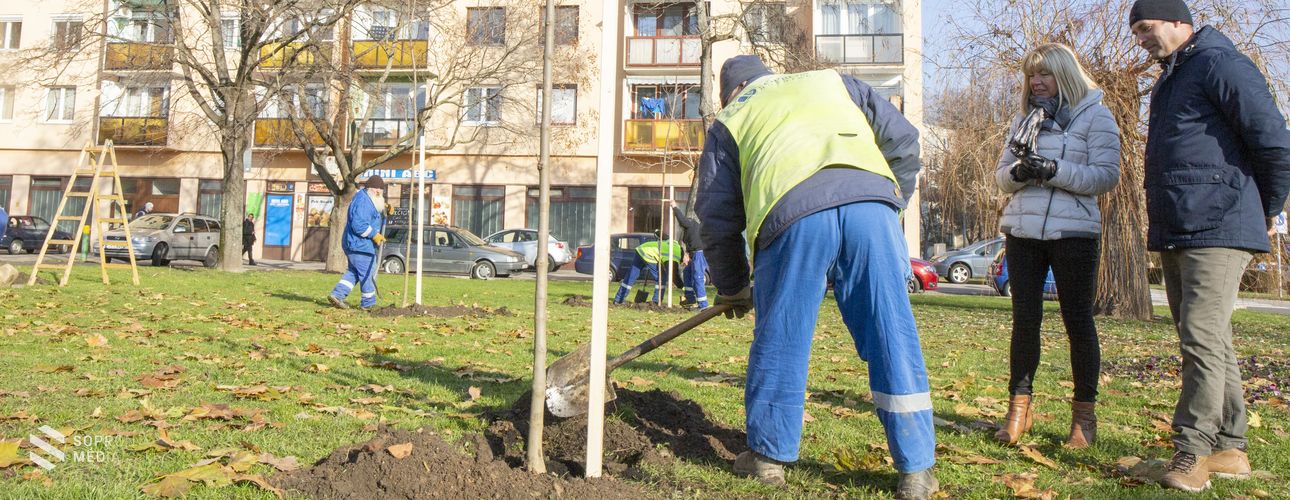 Faültetés - lakossági kérések teljesülnek a Jerevánon