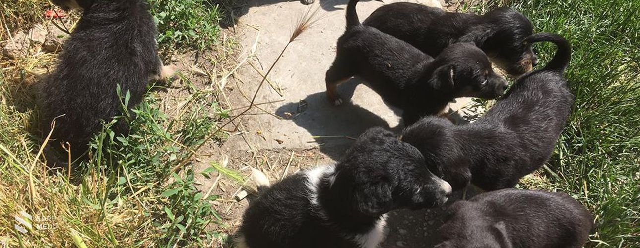 16 kiskutyát mentettek meg Sopron közelében - mi lett velük?